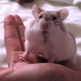 Dwarf Hamster