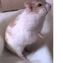 Sit