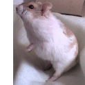 Sit